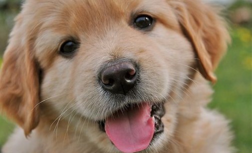 Harmonogram szczepień psów przeciwko wściekliźnie (2022)