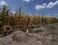 Preferencyjne kredyty dla rolników poszkodowanych tegoroczną klęską suszy