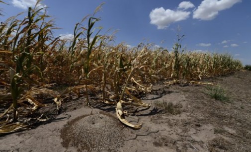 Pomoc  finansowa  dla gospodarstw rolnych dotkniętych klęską suszy